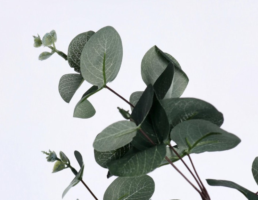 Piante decorative