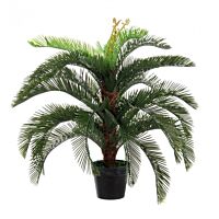 BIZZOTTO PIANTA PALMA CYCAS C-VASO 30FOGLIE H100