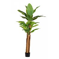 BIZZOTTO PIANTA BANANO C-VASO 22FOGLIE H240