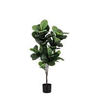 BIZZOTTO PIANTA FICUS LYRATA C-VASO 72FOGLIE H120