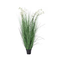 BIZZOTTO PIANTA GREVILLEA BIANCO C-VASO X9F H150