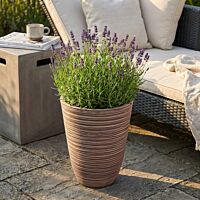 VASO MEDIO ANEMONE