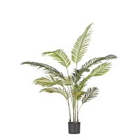 BIZZOTTO PIANTA KENZIA C-VASO 14FOGLIE H120