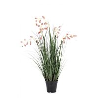 BIZZOTTO PIANTA GREVILLEA ROSA C-VASO X7F H120