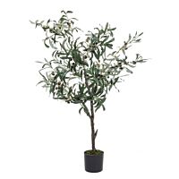 BIZZOTTO PIANTA ULIVO C-VASO 492FOGLIE H120