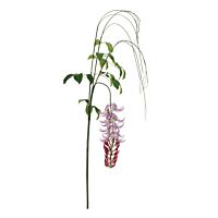 BIZZOTTO MACUNA KAYLIN VIOLA H210CM