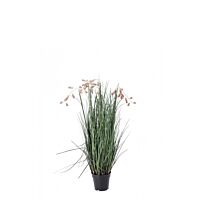 BIZZOTTO PIANTA GREVILLEA ROSA C-VASO X5F H100