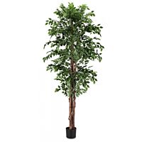 BIZZOTTO PIANTA FICUS C-VASO 2480FOGLIE H210