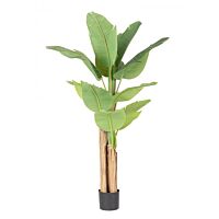 BIZZOTTO PIANTA BANANO C-VASO 13FOGLIE H150