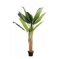 BIZZOTTO PIANTA BANANO C-VASO 14FOGLIE H135