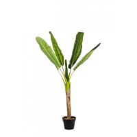BIZZOTTO PIANTA BANANO C-VASO 7FOGLIE H113