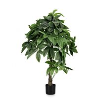 BIZZOTTO PIANTA PACHIRA AQUATICA C-VASO 280F H120
