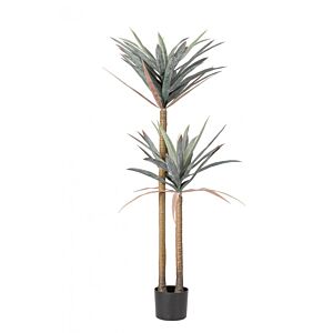 BIZZOTTO PIANTA YUCCA C-VASO 68FOGLIE H128