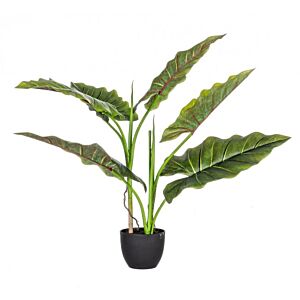 BIZZOTTO PIANTA DIEFFENBACHIA C-VASO 7FOGLIE H78