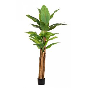 BIZZOTTO PIANTA BANANO C-VASO 22FOGLIE H240