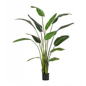 BIZZOTTO PIANTA STRELITZIA C-VASO 13FOGLIE H235