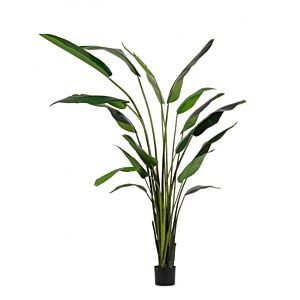 BIZZOTTO PIANTA STRELITZIA C-VASO 18FOGLIE H310