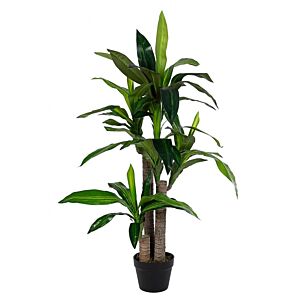 BIZZOTTO PIANTA DRACAENA C-VASO 65FOGLIE H110