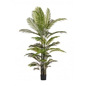 BIZZOTTO PIANTA KENZIA C-VASO 33FOGLIE H210