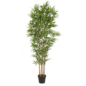 BIZZOTTO PIANTA BAMBOO C-VASO H185CM