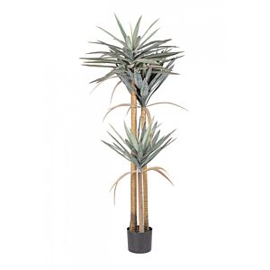 BIZZOTTO PIANTA YUCCA C-VASO 120FOGLIE H152