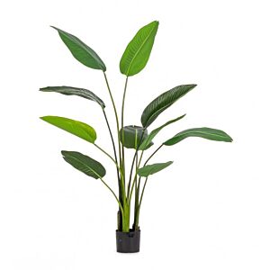 BIZZOTTO PIANTA STRELITZIA C-VASO 10FOGLIE H150