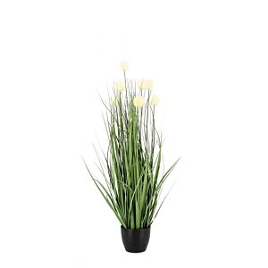 BIZZOTTO PIANTA ERIOPHORUM BIANCO C-VASO X7F H68