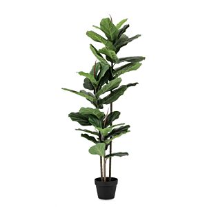 BIZZOTTO PIANTA FICUS LYRATA C-VASO 39FOGLIE H145