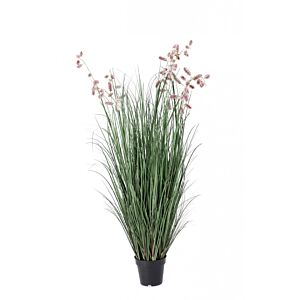 BIZZOTTO PIANTA GREVILLEA ROSA C-VASO X9F H150