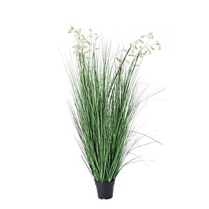 BIZZOTTO PIANTA GREVILLEA BIANCO C-VASO X9F H150