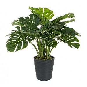 BIZZOTTO PIANTA FILODENDRO C-VASO 24FOGLIE H65CM