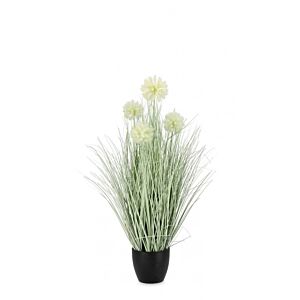 BIZZOTTO PIANTA CEBOLLA BIANCO C-VASO X4F H75