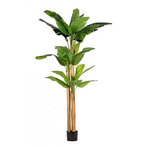 BIZZOTTO PIANTA BANANO C-VASO 24FOGLIE H280