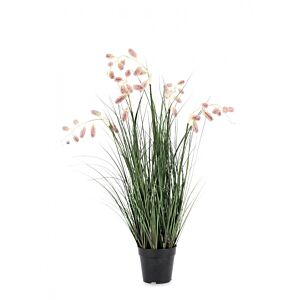BIZZOTTO PIANTA GREVILLEA ROSA C-VASO X7F H120