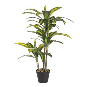 BIZZOTTO PIANTA DRACAENA C-VASO 43FOGLIE H88CM