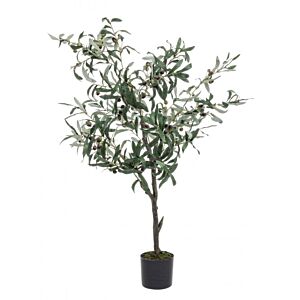 BIZZOTTO PIANTA ULIVO C-VASO 492FOGLIE H120