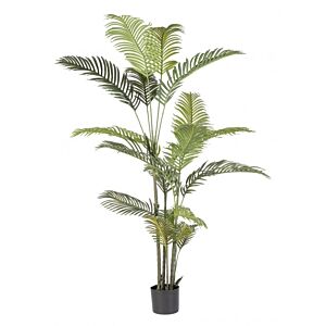 BIZZOTTO PIANTA KENZIA C-VASO 18FOGLIE H180