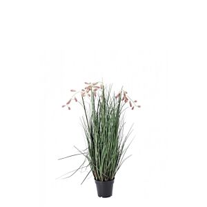 BIZZOTTO PIANTA GREVILLEA ROSA C-VASO X5F H100