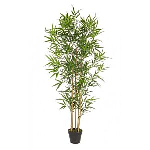 BIZZOTTO PIANTA BAMBOO C-VASO H155CM