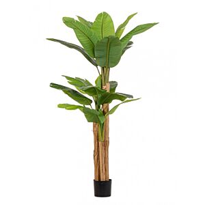 BIZZOTTO PIANTA BANANO C-VASO 20FOGLIE H200