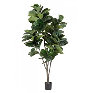 BIZZOTTO PIANTA FICUS LYRATA C-VAS 123FOGLIE H230