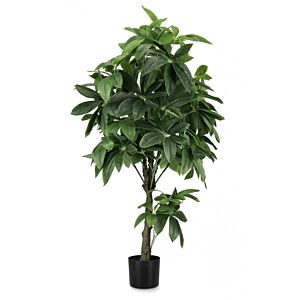 BIZZOTTO PIANTA PACHIRA AQUATICA C-VASO 360F H160