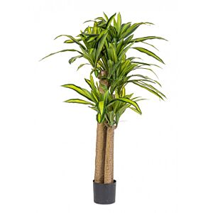 BIZZOTTO PIANTA DRACAENA C-VASO H150