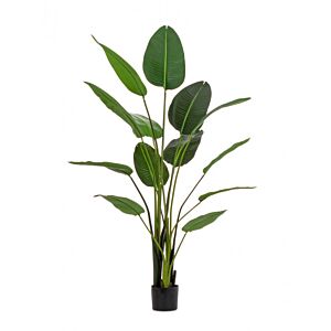 BIZZOTTO PIANTA STRELITZIA C-VASO 13FOGLIE H185