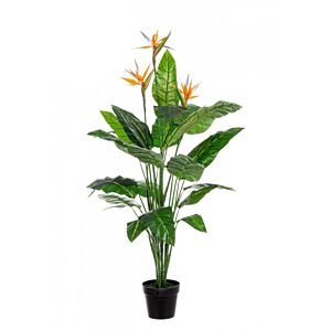 BIZZOTTO PIANTA STRELITZIA C-V 25FOGLIE X3F H150