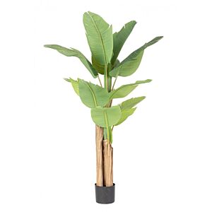 BIZZOTTO PIANTA BANANO C-VASO 13FOGLIE H150