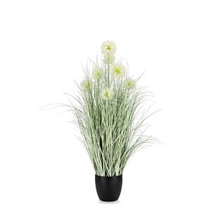 BIZZOTTO PIANTA CEBOLLA BIANCO C-VASO X7F H105