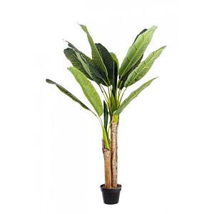 BIZZOTTO PIANTA BANANO C-VASO 14FOGLIE H135