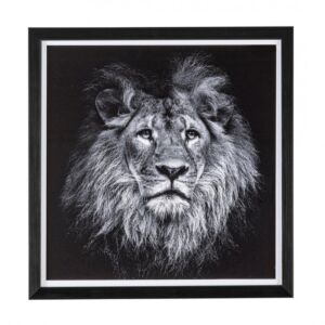 BIZZOTTO QUADRO C-C EVIDENCE 104 43X43