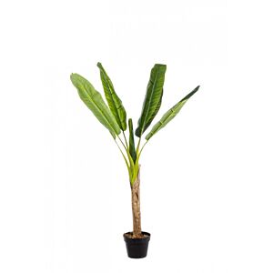 BIZZOTTO PIANTA BANANO C-VASO 7FOGLIE H113
